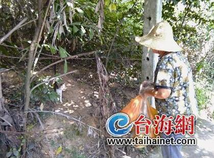 厦门阿婆每天上山喂猫 十八年不离不弃