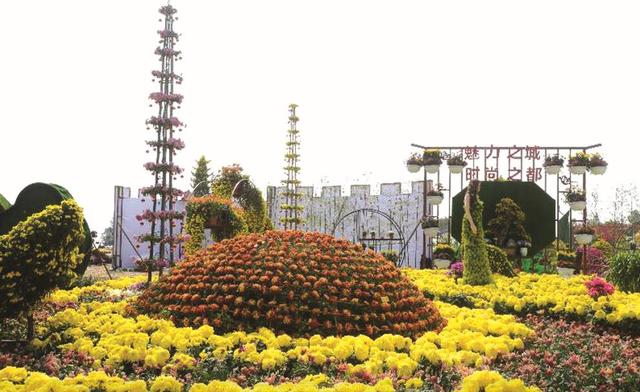 福建省菊花展览石狮获多个奖项