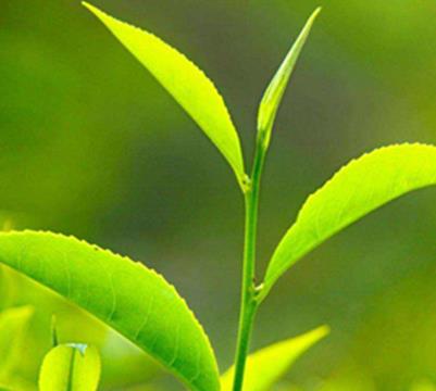 狗牯脑茶7000块钱一斤 狗牯脑茶属于什么档次